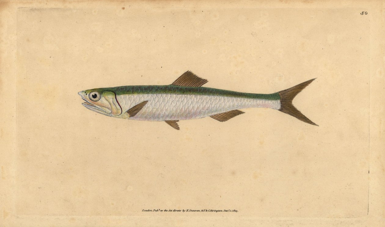 Europeisk ansjovis, Engraulis encrasicolus (Ansjovis, Clupea encrasicolus). Handfärgad kopparplåt ritad och graverad av Edward Donovan från hans Natural History of British Fishes, Donovan och F.C. och J. Rivington, London av Edward Donovan