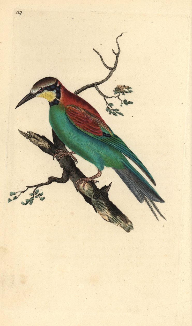 Europeisk biätare, Merops apiaster. Handfärgad kopparplåt ritad och graverad av Edward Donovan från hans egen "Natural History of British Birds" (1794-1819). Edward Donovan (1768-1837) var en anglo-irländsk amatörzoolog, författare, konstnär och gravör. ha av Edward Donovan