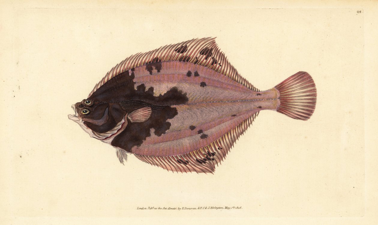 Europeisk flundra, Platichthys flesus (flundra, Pleuronectes flesus). Handfärgad kopparplåt ritad och graverad av Edward Donovan från hans Natural History of British Fishes, Donovan och F.C. och J. Rivington, London av Edward Donovan