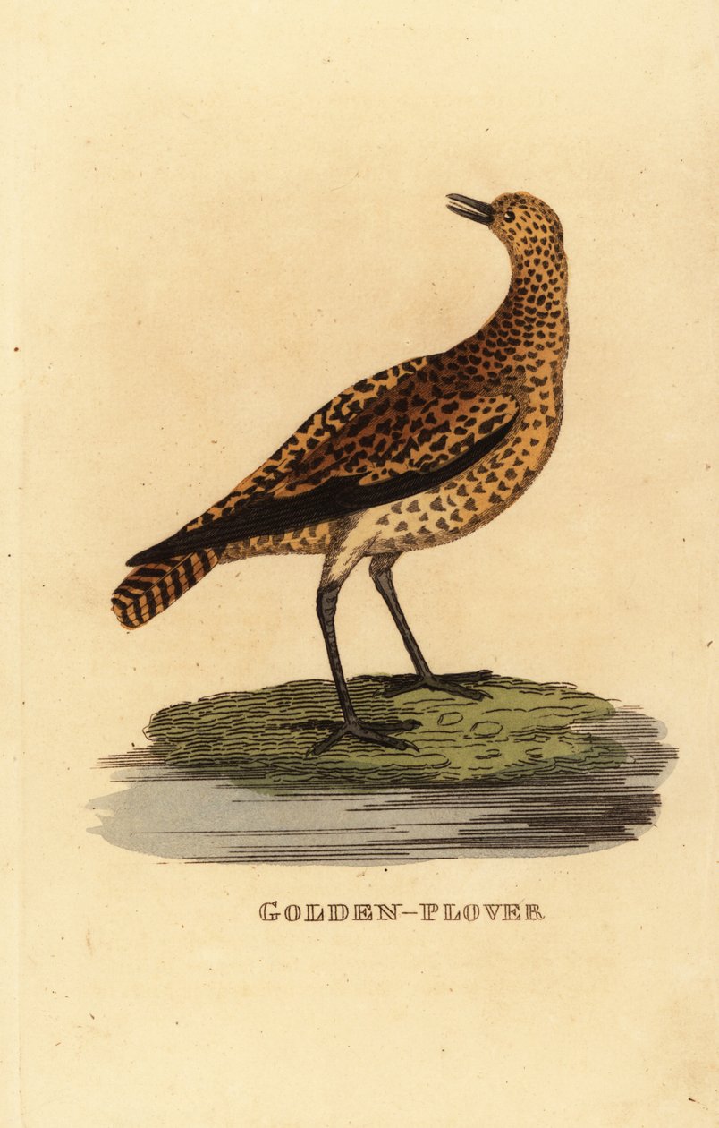 Gyllene plöver, Pluvialis apricaria av Edward Donovan