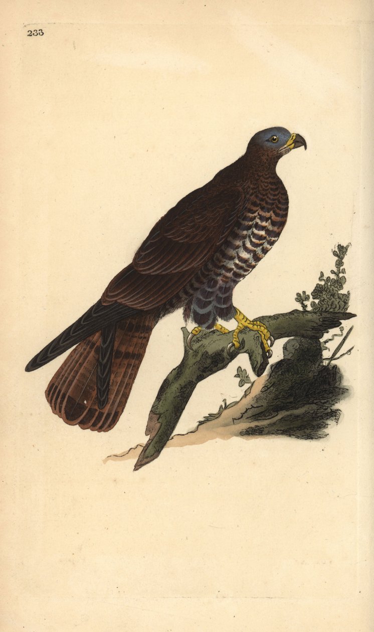 Europeisk honungsvråk, Pernis apivorus. Handfärgad kopparplåt ritad och graverad av Edward Donovan från hans egen "Natural History of British Birds", London av Edward Donovan