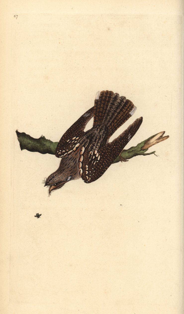 Europeisk nattskärra, Caprimulgus europaeus. Handfärgad kopparplåt ritad och graverad av Edward Donovan från hans egen "Natural History of British Birds", London av Edward Donovan