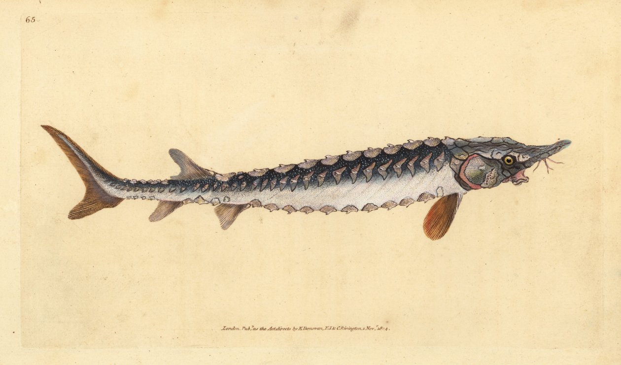 Europeisk eller vanlig stör. Akut hotad. Handfärgad kopparplåt ritad och graverad av Edward Donovan från hans Natural History of British Fishes, Donovan och F.C. och J. Rivington, London av Edward Donovan
