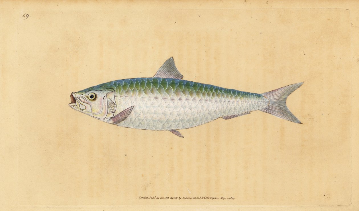 Europeisk pilchard, Sardina pilchardus (Pilchard, Clupea pilchardus). Handfärgad kopparplåt ritad och graverad av Edward Donovan från hans Natural History of British Fishes, Donovan och F.C. och J. Rivington, London av Edward Donovan