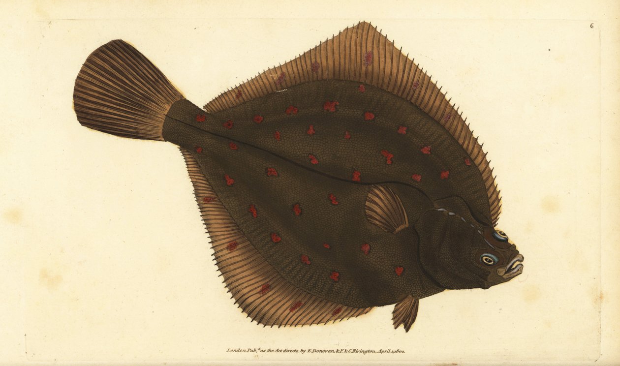 Europeisk pleuronectes platessa. Handfärgad kopparplåt ritad och graverad av Edward Donovan från hans Natural History of British Fishes, Donovan och F.C. och J. Rivington, London av Edward Donovan