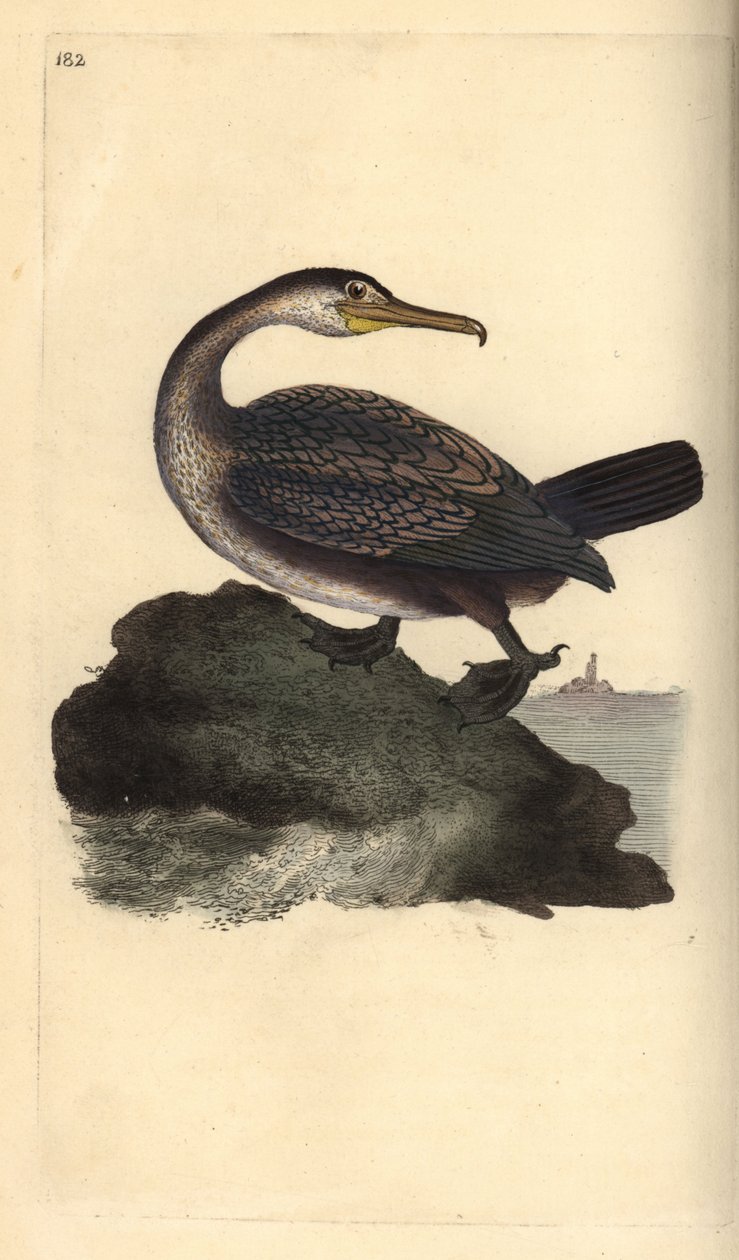 Europeisk shag, Phalacrocorax aristotelis. Handfärgad kopparplåt ritad och graverad av Edward Donovan från hans egen "Natural History of British Birds", London av Edward Donovan