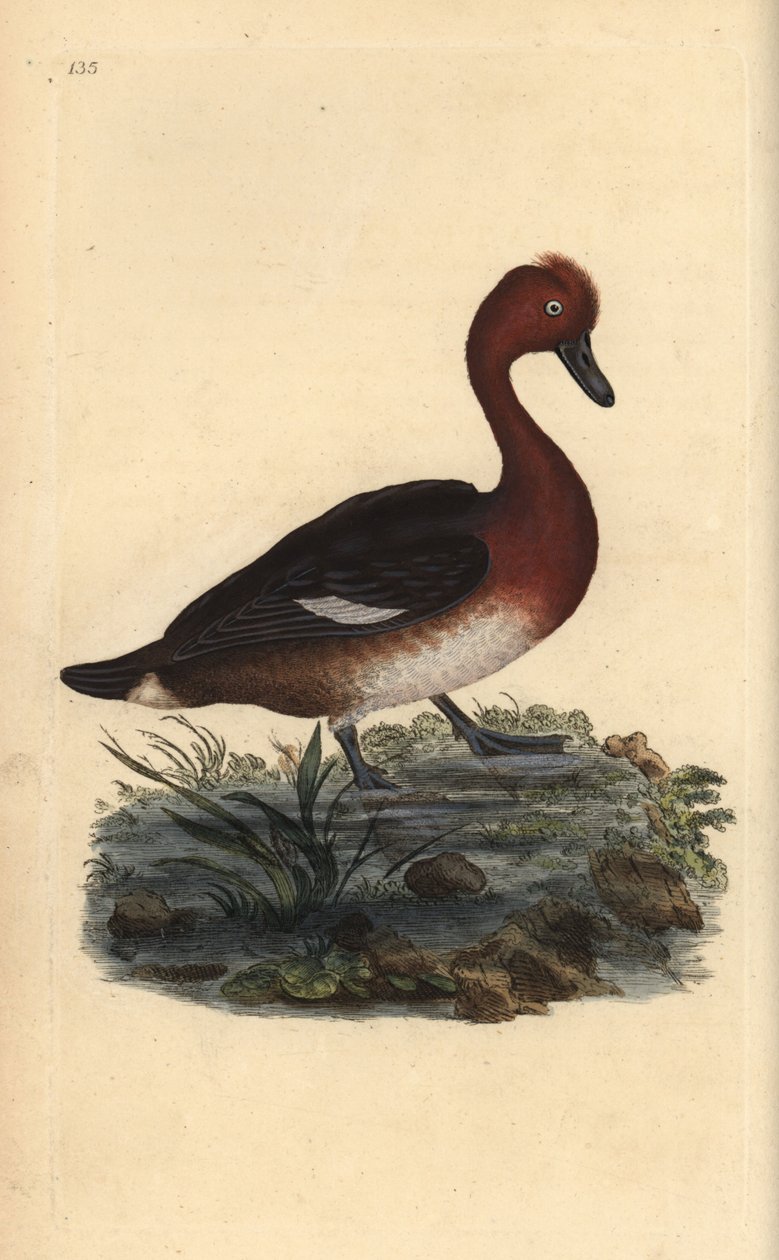 Järnhaltig anka, Aythya nyroca. Handfärgad kopparplåt ritad och graverad av Edward Donovan från hans egen "Natural History of British Birds" (1794-1819). Edward Donovan (1768-1837) var en anglo-irländsk amatörzoolog, författare, konstnär och gravör. Han wr av Edward Donovan