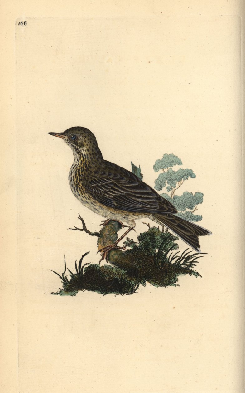 Åkerlärka, Alauda minor (eller Trädpiplärka, Anthus trivialis?). Handfärgad kopparplåt ritad och graverad av Edward Donovan från hans egen "Natural History of British Birds", London av Edward Donovan