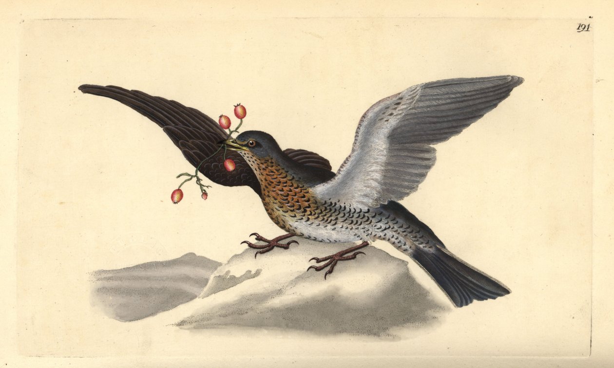 Åkerfar, Turdus pilaris. Handfärgad kopparplåt ritad och graverad av Edward Donovan från hans egen "Natural History of British Birds", London av Edward Donovan