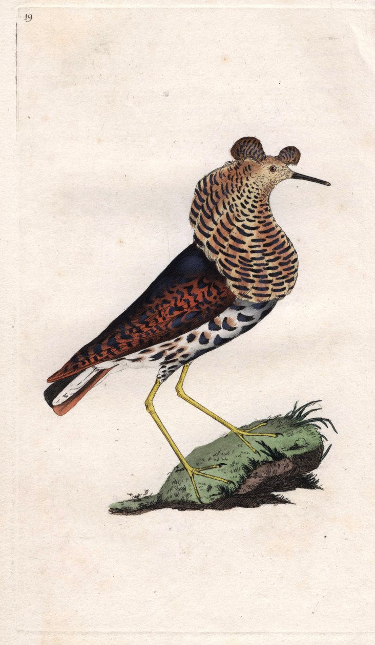 Fighter varierar. Philomachus pugnax (Tringa pugnax). Kopparstick av Edward Donovan (1768-1837), publicerad i Natural History of British Birds, London av Edward Donovan
