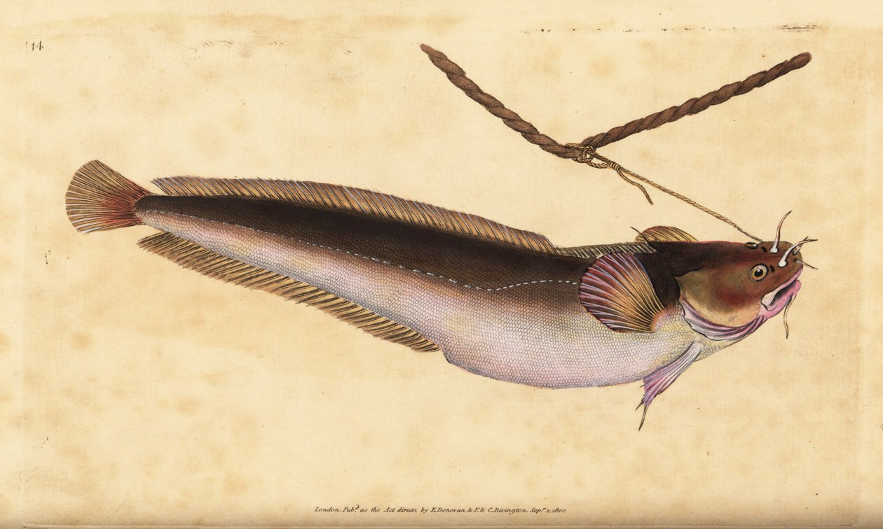 Femskäggsrockling, Ciliata mustela (Femskäggig torskfisk, Gadus mustela). Handfärgad kopparplåt ritad och graverad av Edward Donovan från hans Natural History of British Fishes, Donovan och F.C. och J. Rivington, London av Edward Donovan