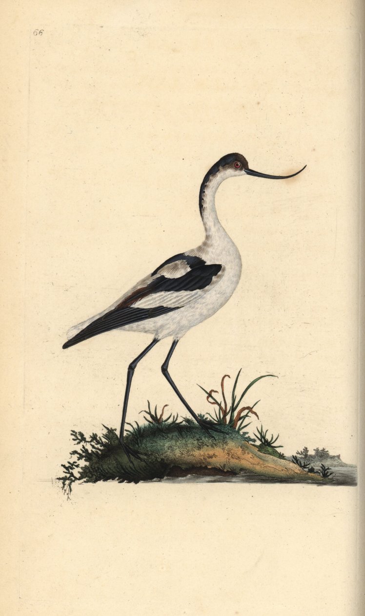 Fotavocet, Recurvirostra avocetta. Handfärgad kopparplåt ritad och graverad av Edward Donovan från hans egen "Natural History of British Birds", London av Edward Donovan