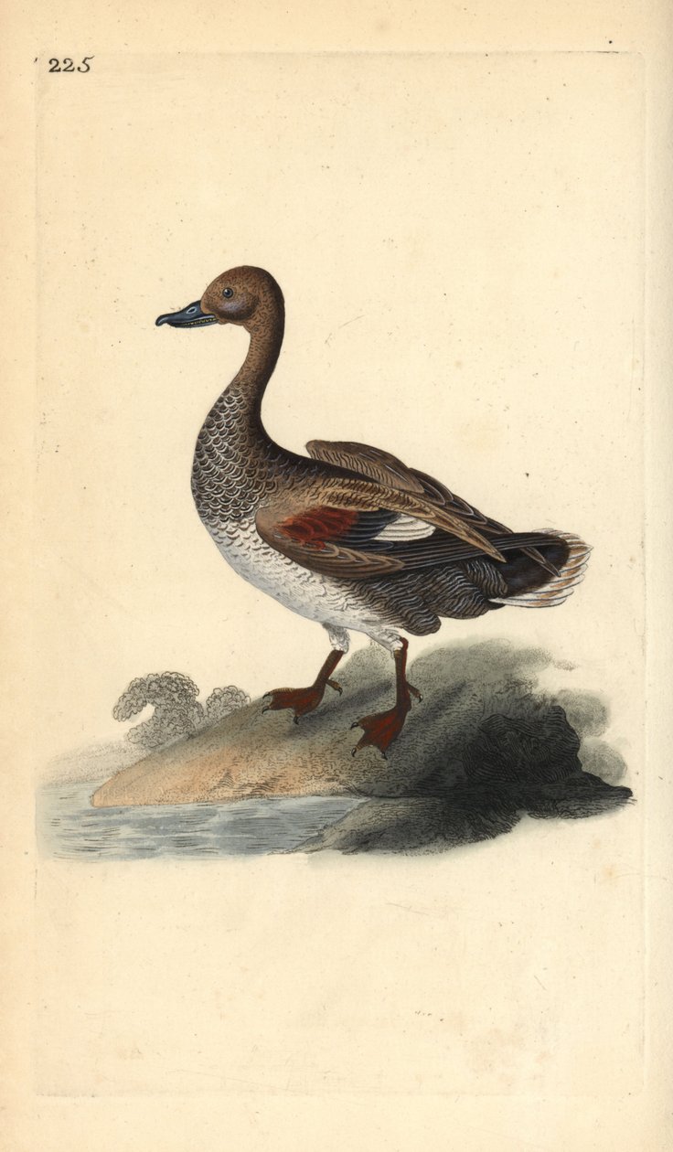 Gadwall (hane), Anas strepera. Handfärgad kopparplåt ritad och graverad av Edward Donovan från hans egen "Natural History of British Birds", London av Edward Donovan
