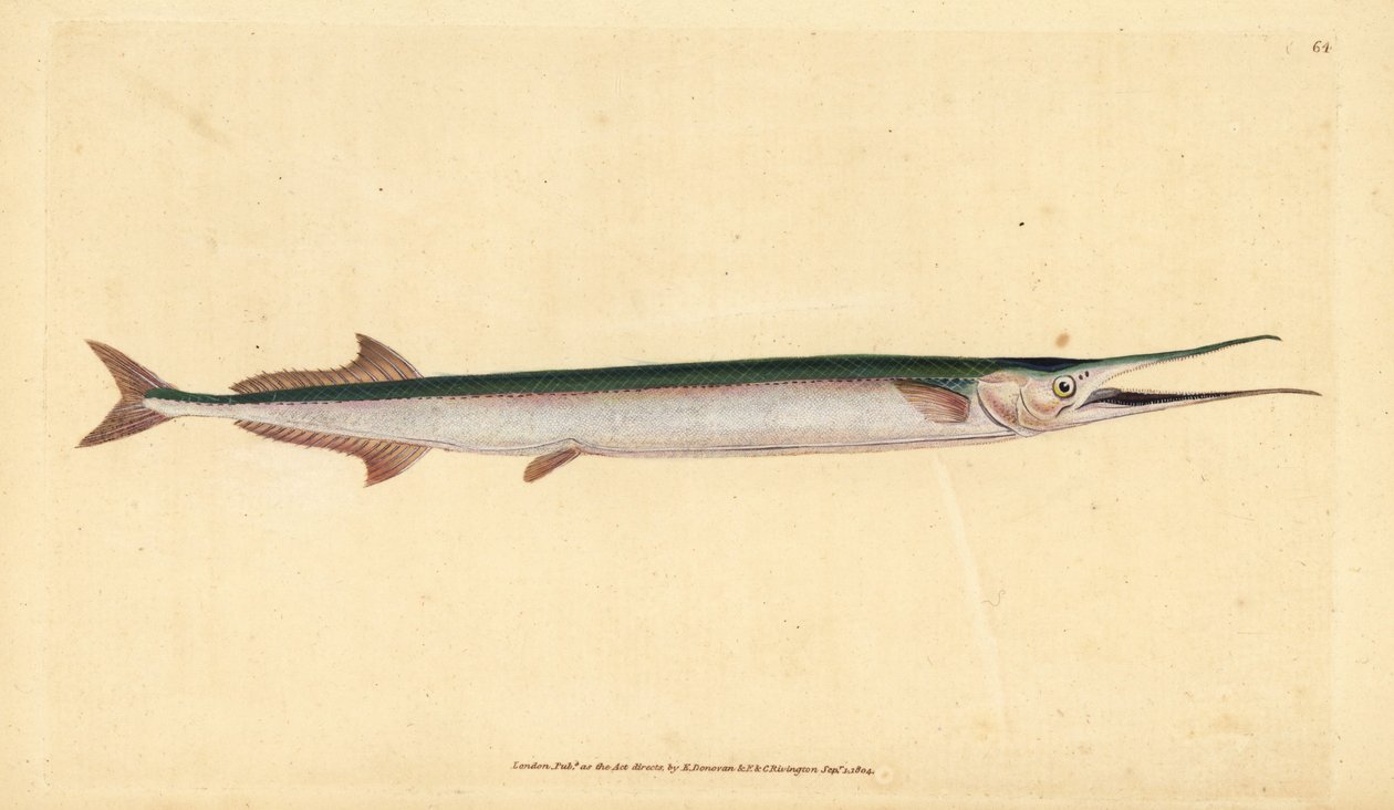 Garfish eller havsnål, Belone belone (Havsgädda eller gar-fish, Esox belone). Handfärgad kopparplåt ritad och graverad av Edward Donovan från hans Natural History of British Fishes, Donovan och F.C. och J. Rivington, London av Edward Donovan