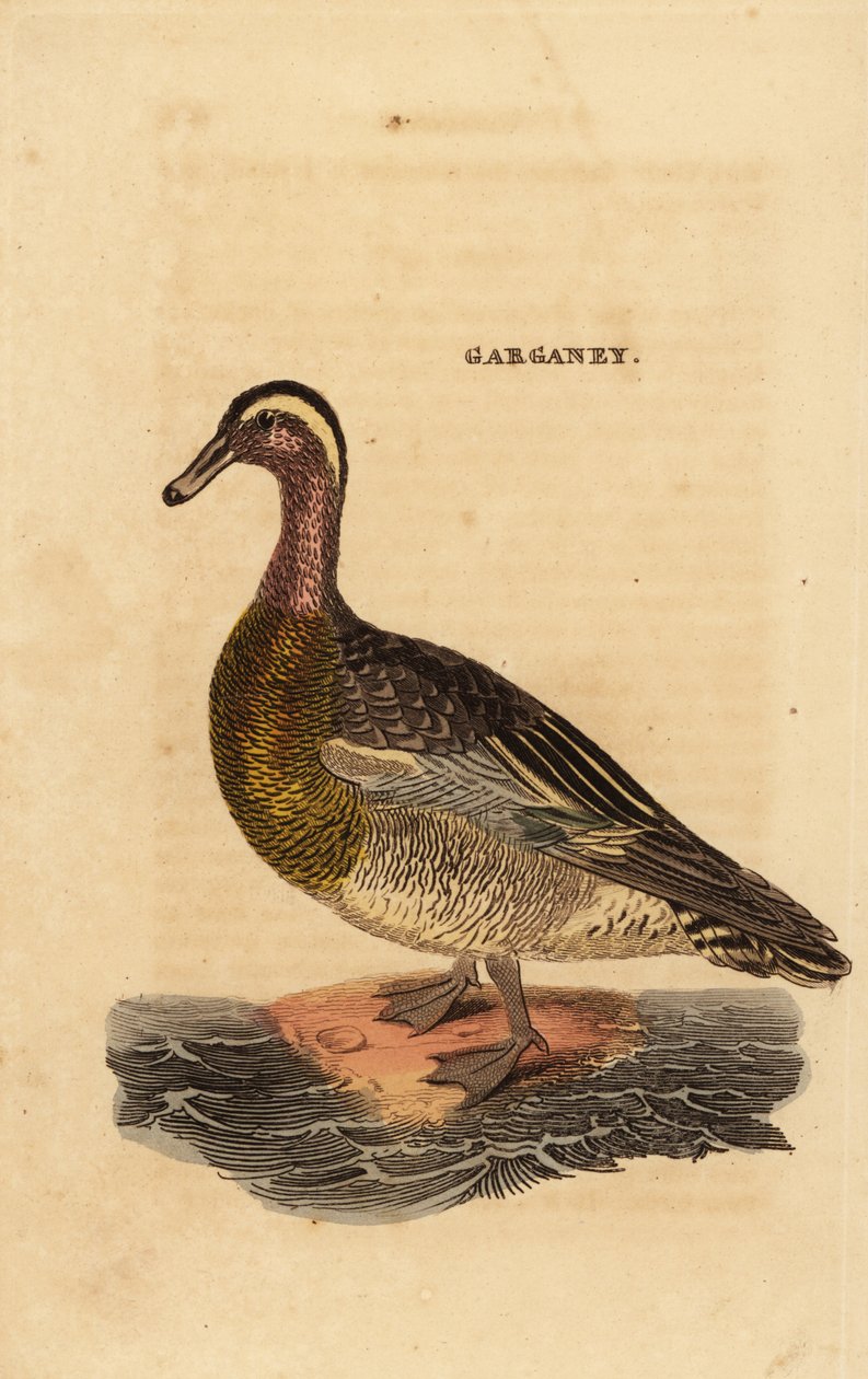 Garganey, Spatel querquedula, liten dubbande anka av Edward Donovan