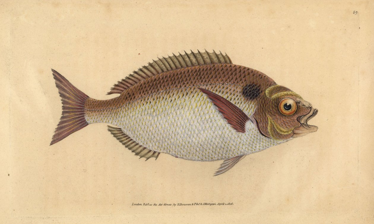 Förgylld havsruda eller lunulerad gylta, Sparus aurata. Handfärgad kopparplåt ritad och graverad av Edward Donovan från hans Natural History of British Fishes, Donovan och F.C. och J. Rivington, London av Edward Donovan