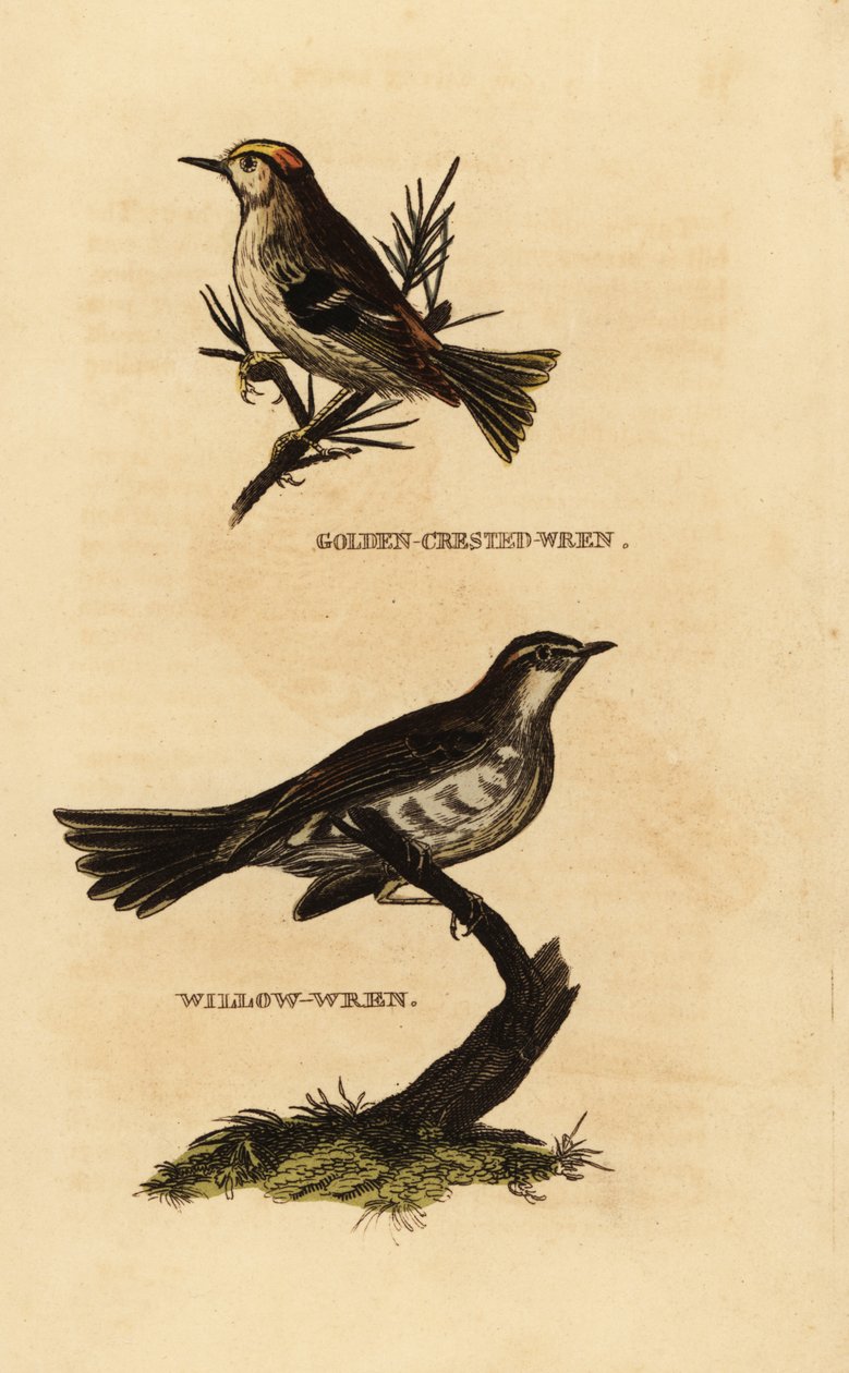 Goldcrest, Regulus regulus och pilsångare, Phylloscopus trochilus av Edward Donovan