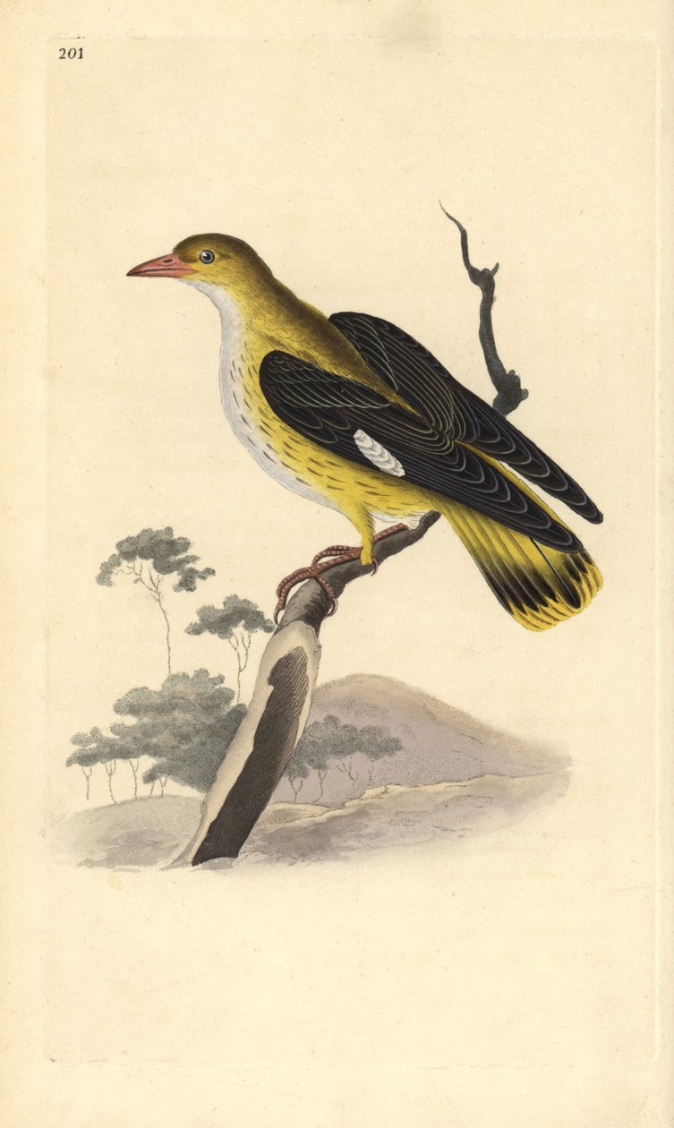Gyllene oriole (hona), Oriolus oriolus. Handfärgad kopparplåt ritad och graverad av Edward Donovan från hans egen "Natural History of British Birds", London av Edward Donovan