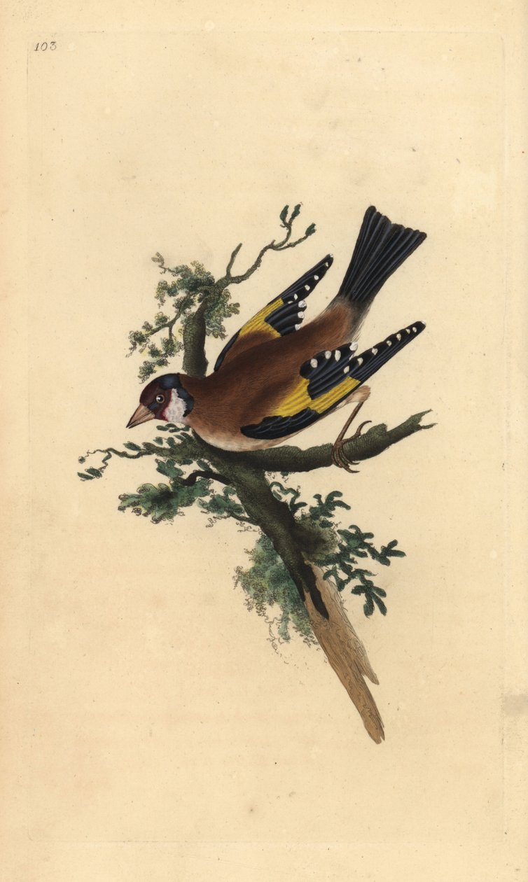 Guldfink, Carduelis carduelis. Handfärgad kopparplåt ritad och graverad av Edward Donovan från hans egen "Natural History of British Birds", London av Edward Donovan