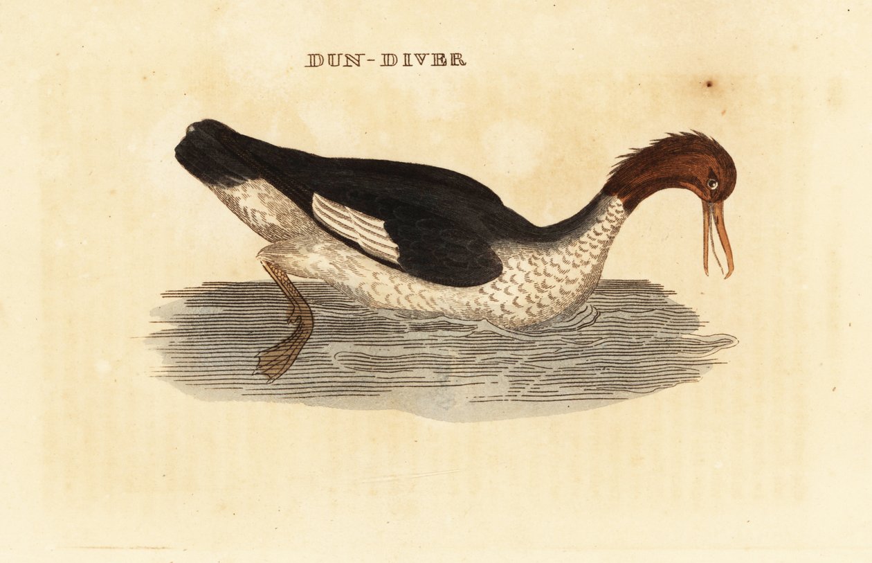 Goosander, Mergus merganser, hona av Edward Donovan