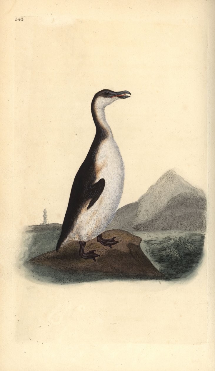 Alk, Pinguinus impennis, jagad till utrotning av äggsamlare 1844. Handfärgad kopparplåt ritad och graverad av Edward Donovan från hans egen "Natural History of British Birds", London av Edward Donovan