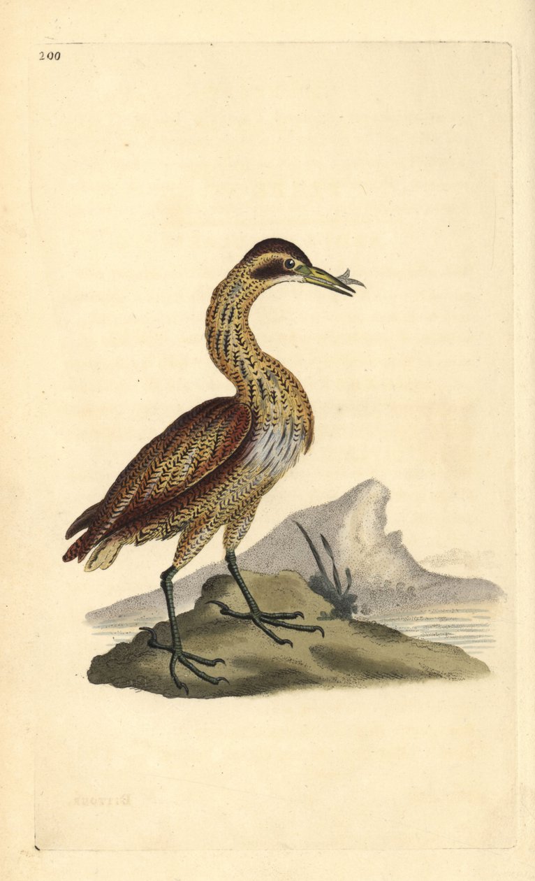 Stor bittern, Botaurus stellaris. Handfärgad kopparplåt ritad och graverad av Edward Donovan från hans egen "Natural History of British Birds", London av Edward Donovan