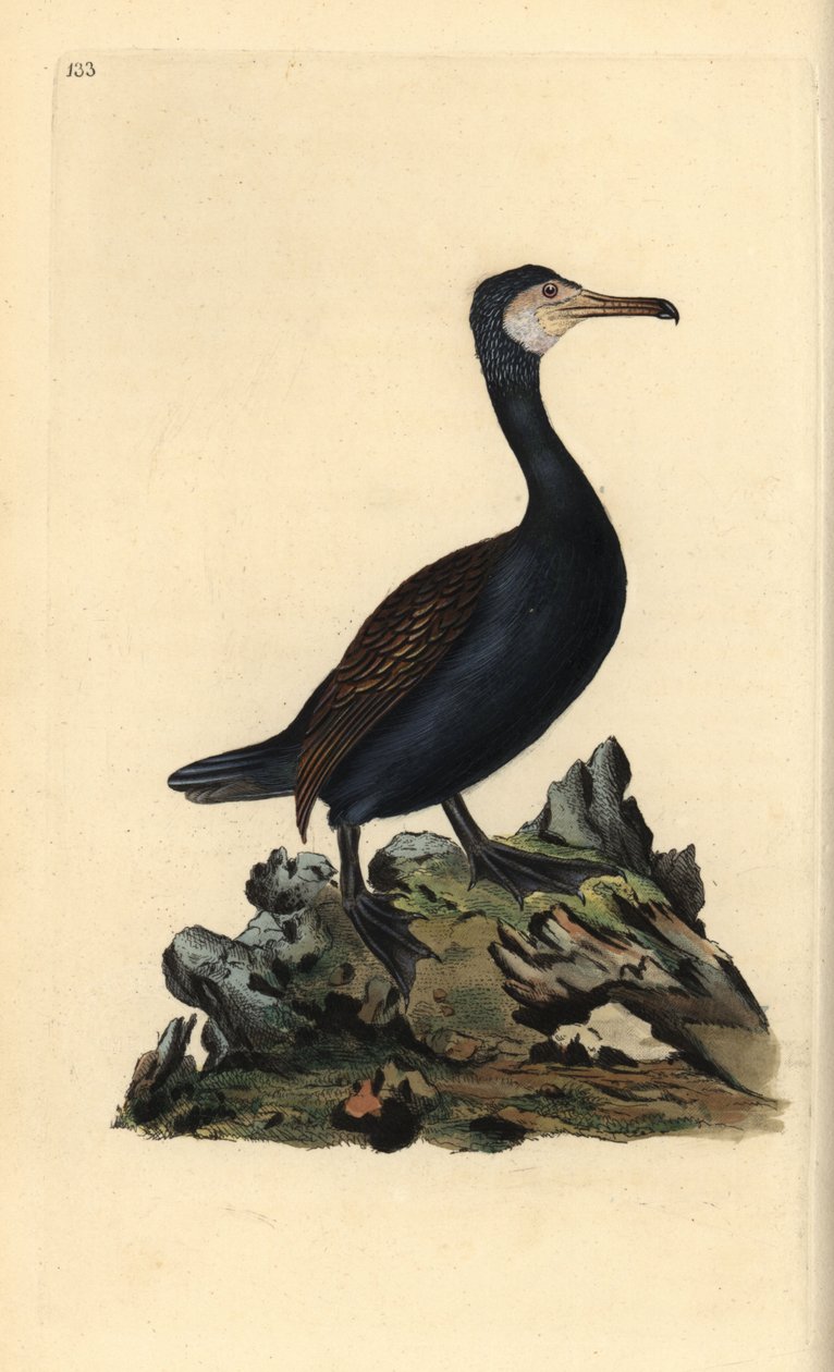 Storskarv, Phalacrocorax carbo. Handfärgad kopparplåt ritad och graverad av Edward Donovan från hans egen "Natural History of British Birds" (1794-1819). Edward Donovan (1768-1837) var en anglo-irländsk amatörzoolog, författare, konstnär och gravör. H av Edward Donovan