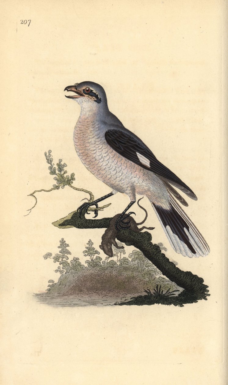 Stor gråskaka (hona), Lanius excubitor. Handfärgad kopparplåt ritad och graverad av Edward Donovan från hans egen "Natural History of British Birds", London av Edward Donovan