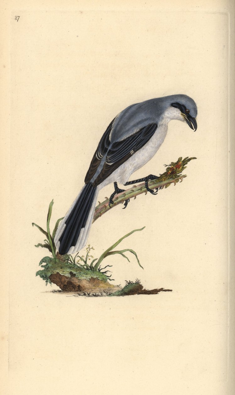 Stor gråskaka, Lanius excubitor. Handfärgad kopparplåt ritad och graverad av Edward Donovan från hans egen "Natural History of British Birds", London av Edward Donovan