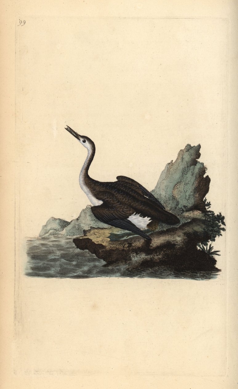 Stor nordlig lom eller dykare, Gavia immer. Handfärgad kopparplåt ritad och graverad av Edward Donovan från hans egen "Natural History of British Birds", London av Edward Donovan