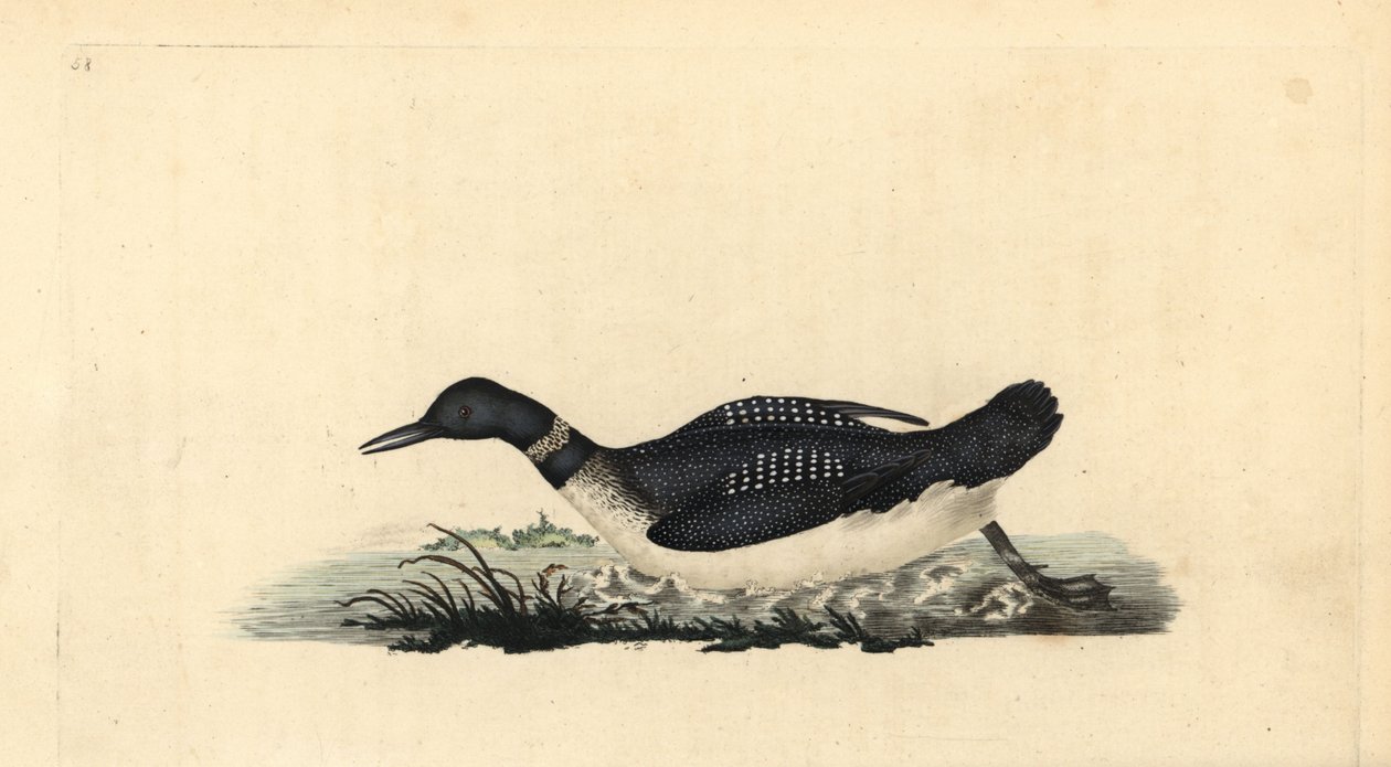 Stor nordlig lom eller dykare, Gavia immer. Handfärgad kopparplåt ritad och graverad av Edward Donovan från hans egen "Natural History of British Birds", London av Edward Donovan