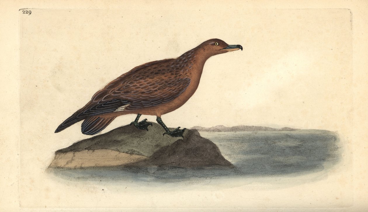 Stor skua, Stercorarius skua. Handfärgad kopparplåt ritad och graverad av Edward Donovan från hans egen "Natural History of British Birds", London av Edward Donovan