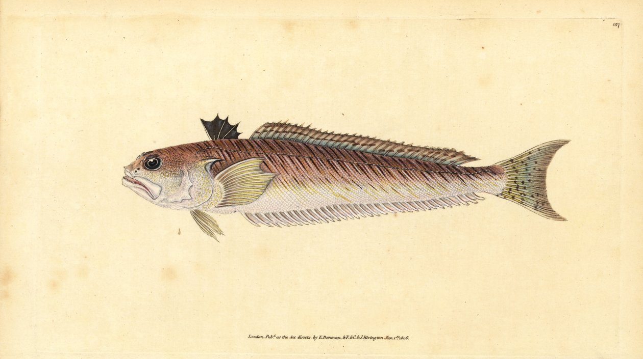 Större vävare, Trachinus draco (Större vävare eller sting-tjur, Trachinus major). Handfärgad kopparplåt ritad och graverad av Edward Donovan från hans Natural History of British Fishes, Donovan och F.C. och J. Rivington, London av Edward Donovan