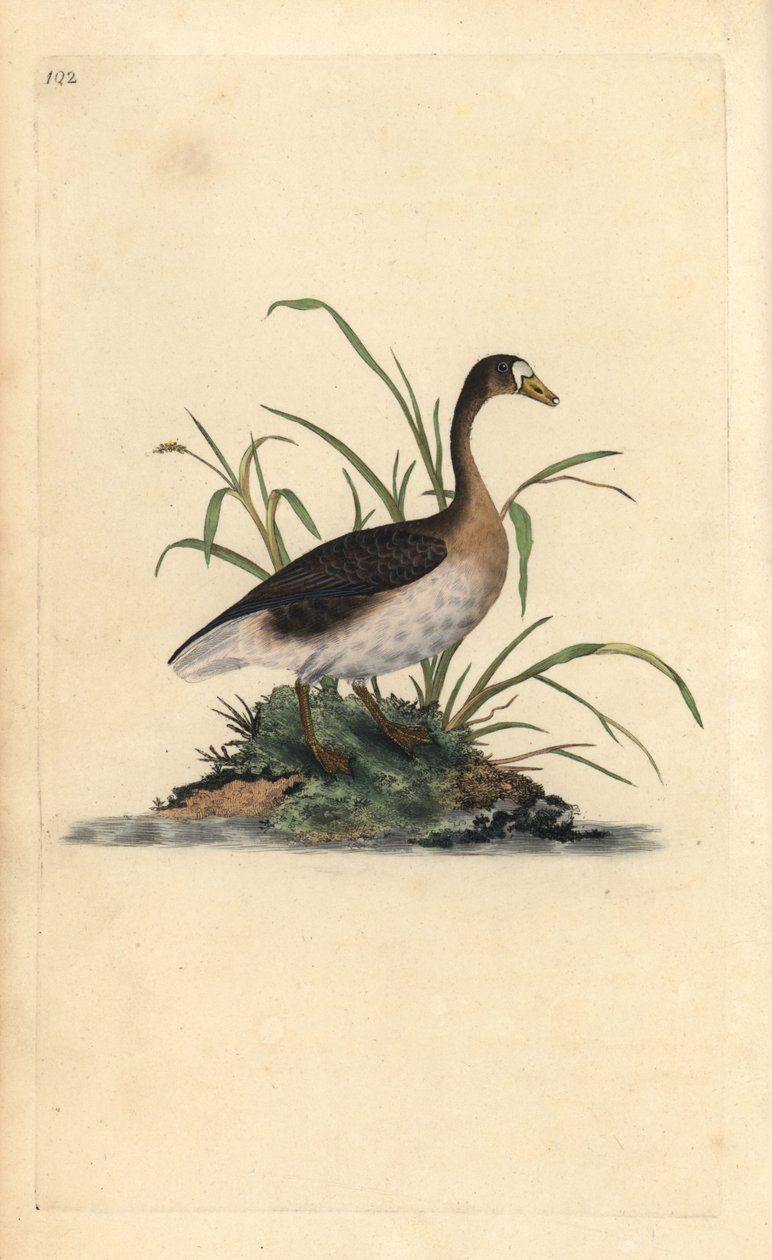 Större blisgås, Anser albifrons. Handfärgad kopparplåt ritad och graverad av Edward Donovan från hans egen "Natural History of British Birds", London av Edward Donovan