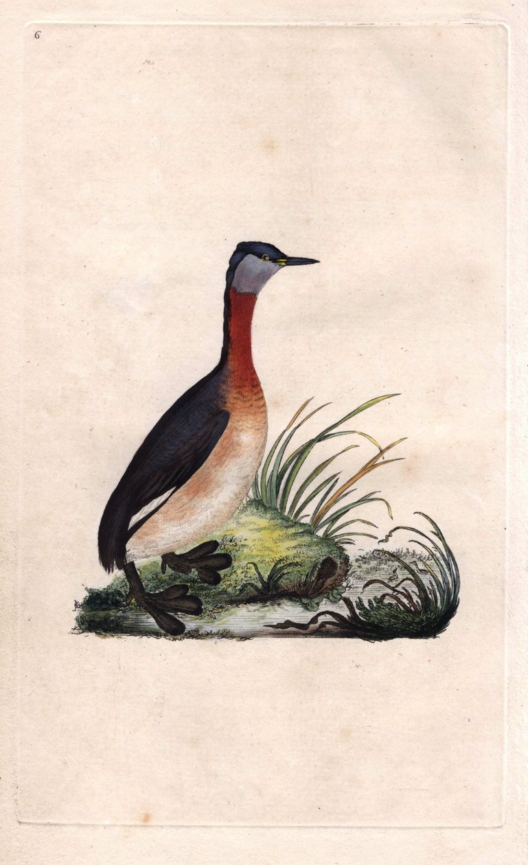 Falk är glad. Podiceps grisegena (Podiceps ruficollis). Kopparstick av Edward Donovan (1768-1837), publicerat i Histoire naturelle des oiseaux britanniques, London. av Edward Donovan
