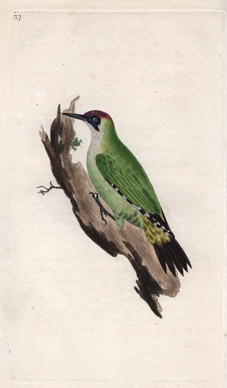 Gröngöling. Picus viridis. Kopparstick av Edward Donovan (1768-1837), publicerad i Natural History of British Birds, London av Edward Donovan