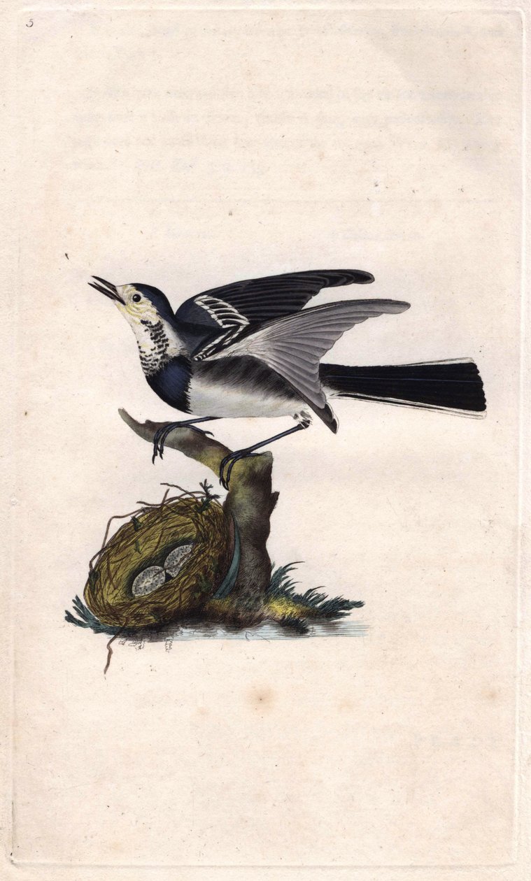 Grå vipstjärt. Motacilla alba. Kopparstick av Edward Donovan (1768-1837), publicerad i Natural History of British Birds, London av Edward Donovan
