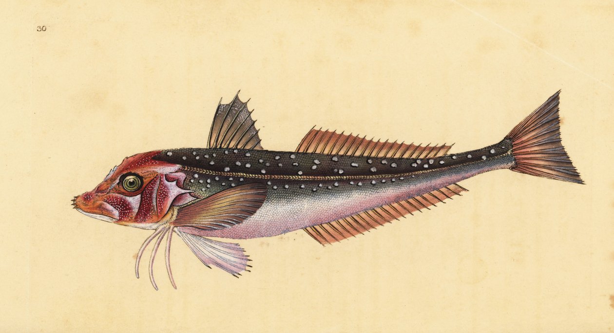 Grå gurnardus, Eutrigla gurnardus (Trigla gurnardus). Handfärgad kopparplåt ritad och graverad av Edward Donovan från hans Natural History of British Fishes, Donovan och F.C. och J. Rivington, London av Edward Donovan