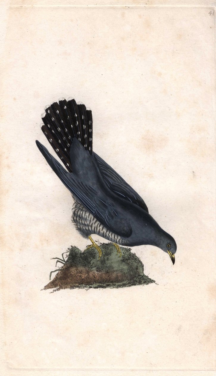 Grått hej. Cuculus canorus. Kopparstick av Edward Donovan (1768-1837), publicerat i Histoire naturelle des oiseaux britanniques, London. av Edward Donovan