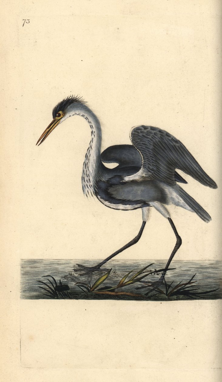 Gråhäger, Ardea cinerea. Handfärgad kopparplåt ritad och graverad av Edward Donovan från hans egen "Natural History of British Birds", London av Edward Donovan