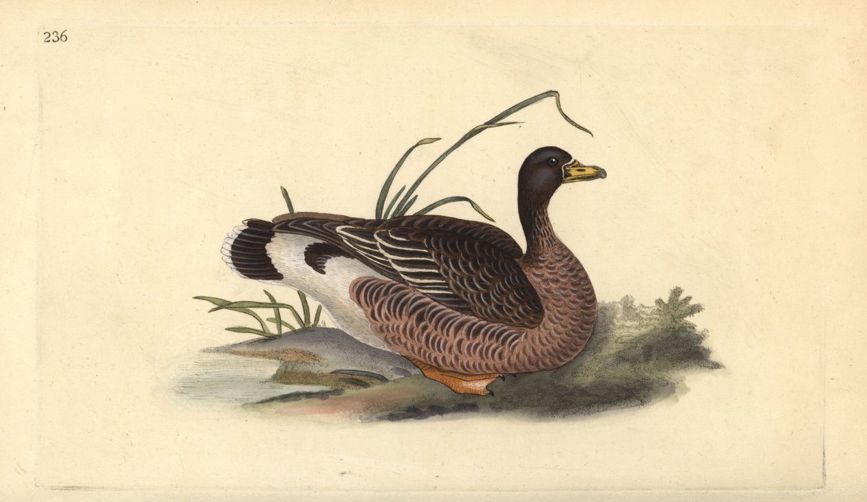 Grågås, Anser anser. Handfärgad kopparplåt ritad och graverad av Edward Donovan från hans egen "Natural History of British Birds", London av Edward Donovan