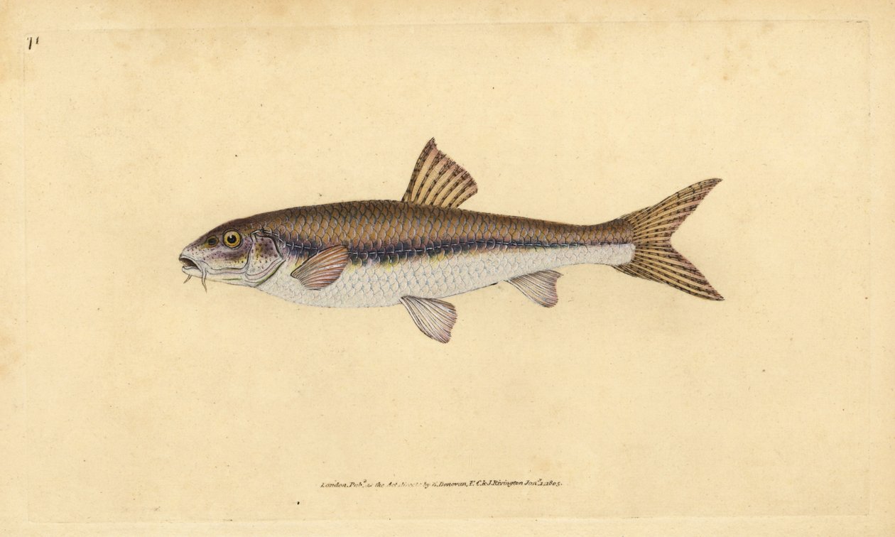 Gudgeon, Gobio gobio (Cyprinus gobio). Handfärgad kopparplåt ritad och graverad av Edward Donovan från hans Natural History of British Fishes, Donovan och F.C. och J. Rivington, London av Edward Donovan