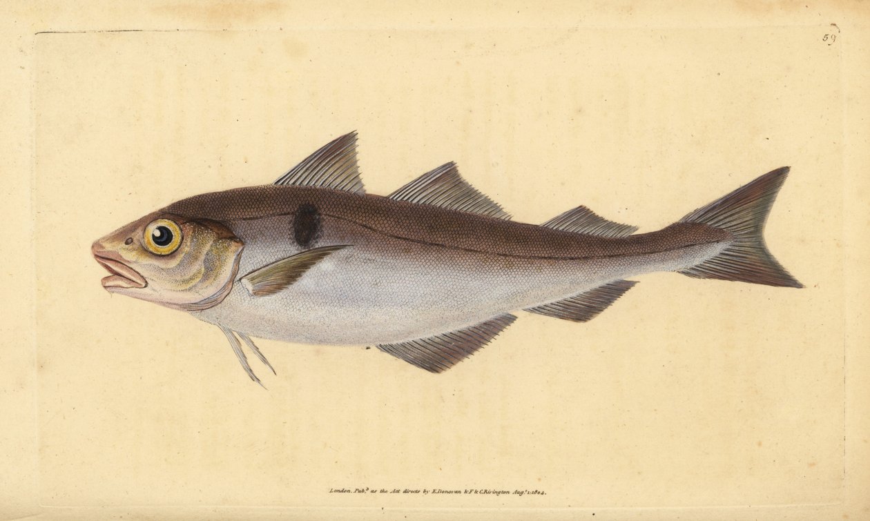 Kolja, Melanogrammus aeglefinus (Gadus aeglefinus). Sårbar. Handfärgad kopparplåt ritad och graverad av Edward Donovan från hans Natural History of British Fishes, Donovan och F.C. och J. Rivington, London av Edward Donovan