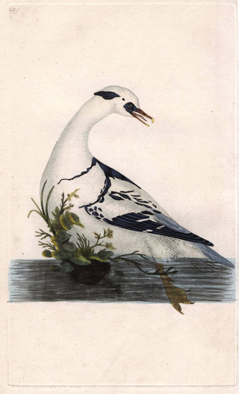 Harle pantsätter. Mergus albellus. Kopparstick av Edward Donovan (1768-1837), publicerad i Natural History of British Birds, London av Edward Donovan