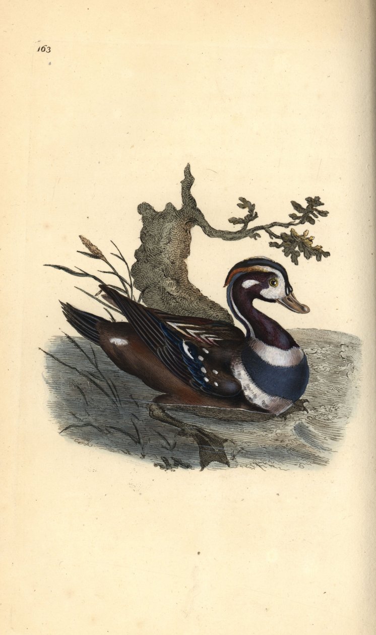 Harlekinanka, Histrionicus histrionicus. Handfärgad kopparplåt ritad och graverad av Edward Donovan från hans egen "Natural History of British Birds", London av Edward Donovan