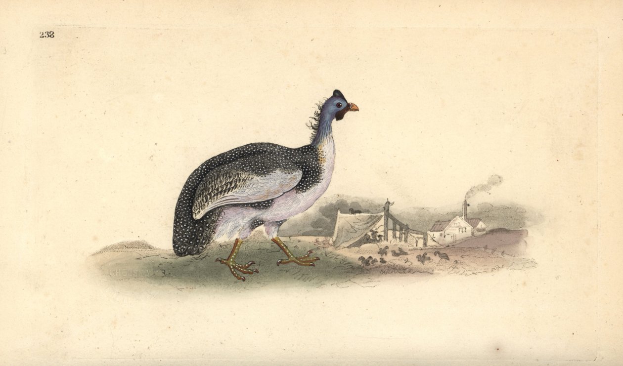 Hjälmpärlhöns, Numida meleagris. Handfärgad kopparplåt ritad och graverad av Edward Donovan från hans egen "Natural History of British Birds", London av Edward Donovan