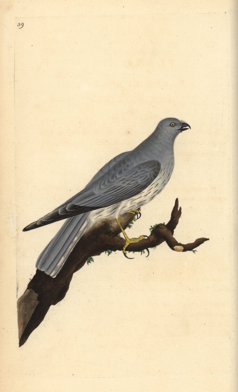 Hönshök, Circus cyaneus. Handfärgad kopparplåt ritad och graverad av Edward Donovan från hans egen "Natural History of British Birds", London av Edward Donovan