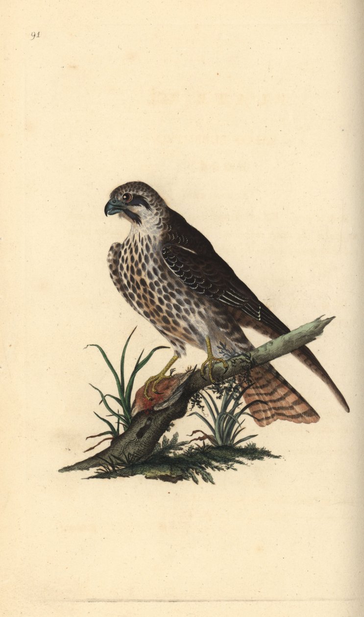 Hobby, Falco subbuteo, med en fot på en död fågel. Handkolorerad kopparplatta ritad och graverad av Edward Donovan från hans egen "Natural History of British Birds", London. av Edward Donovan