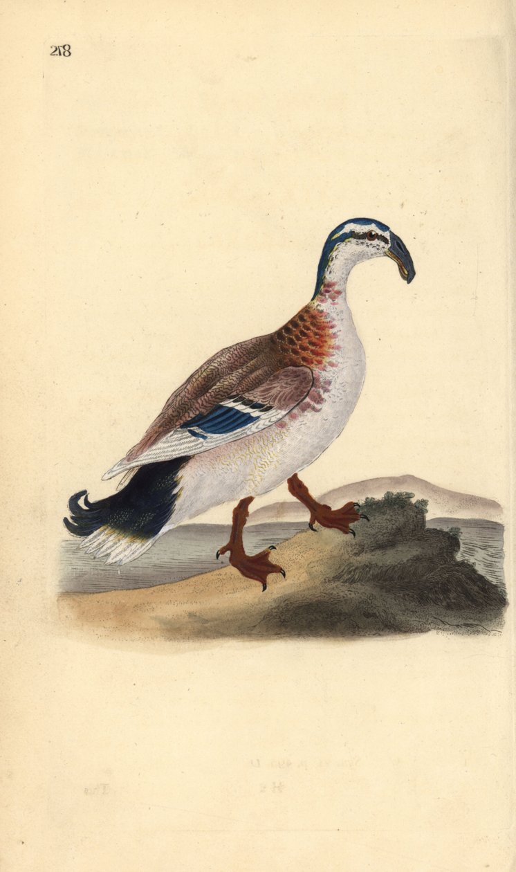 Kroknäbb gräsand, Anas platyrhynchos. Handfärgad kopparplåt ritad och graverad av Edward Donovan från hans egen "Natural History of British Birds", London av Edward Donovan