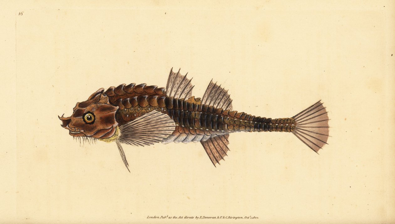 Kroknos, Agonus cataphractus (Pogge eller armerad tjurhuvud, Cottus cataphractus). Handkolorerat kopparstick tecknat och graverat av Edward Donovan från hans Natural History of British Fishes, Donovan and F.C. and J. Rivington, London. av Edward Donovan